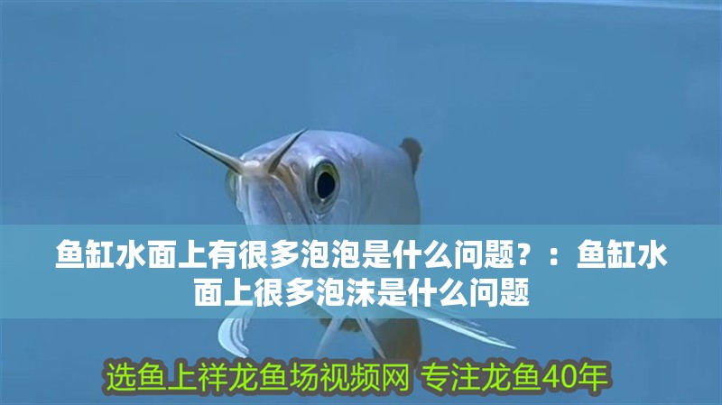 魚缸水面上有很多泡泡是什么問題？：魚缸水面上很多泡沫是什么問題