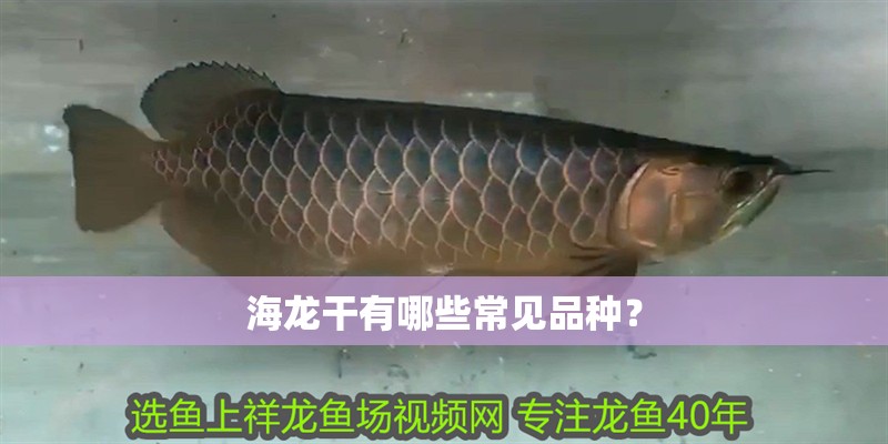 海龍干有哪些常見品種？ 海龍干有哪些常見品種？ 龍魚論壇