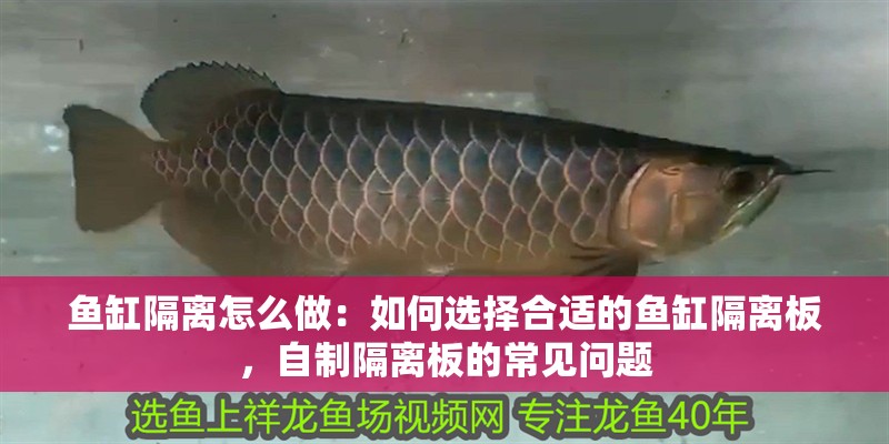 魚缸隔離怎么做：如何選擇合適的魚缸隔離板，自制隔離板的常見問題
