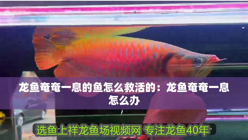龍魚奄奄一息的魚怎么救活的：龍魚奄奄一息怎么辦