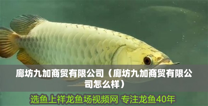 廊坊九加商貿(mào)有限公司（廊坊九加商貿(mào)有限公司怎么樣）