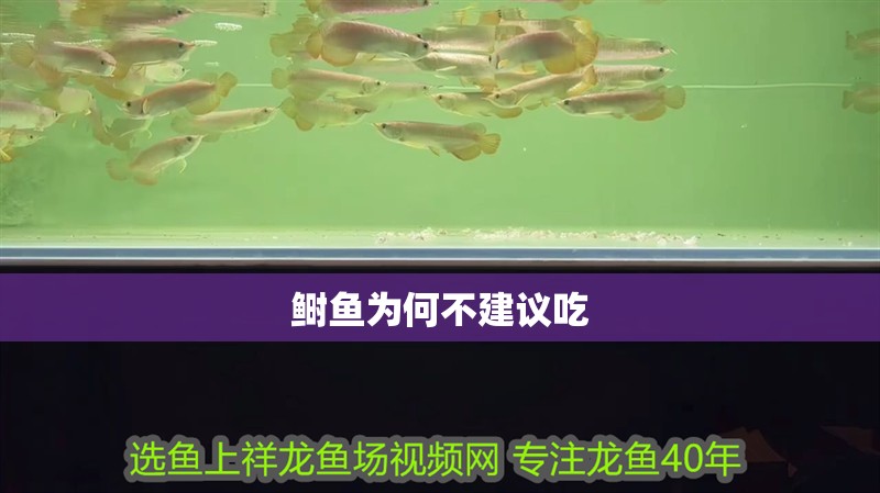 鰣魚為何不建議吃 鰣魚為何不建議吃 龍魚論壇