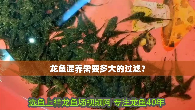 龍魚混養需要多大的過濾？