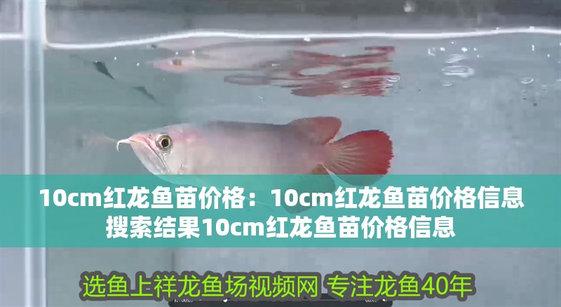 10cm紅龍魚苗價格：10cm紅龍魚苗價格信息搜索結果10cm紅龍魚苗價格信息