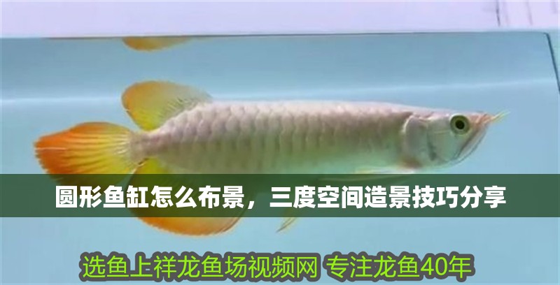 圓形魚缸怎么布景，三度空間造景技巧分享