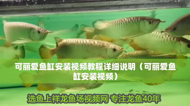 可麗愛魚缸安裝視頻教程詳細說明（可麗愛魚缸安裝視頻）