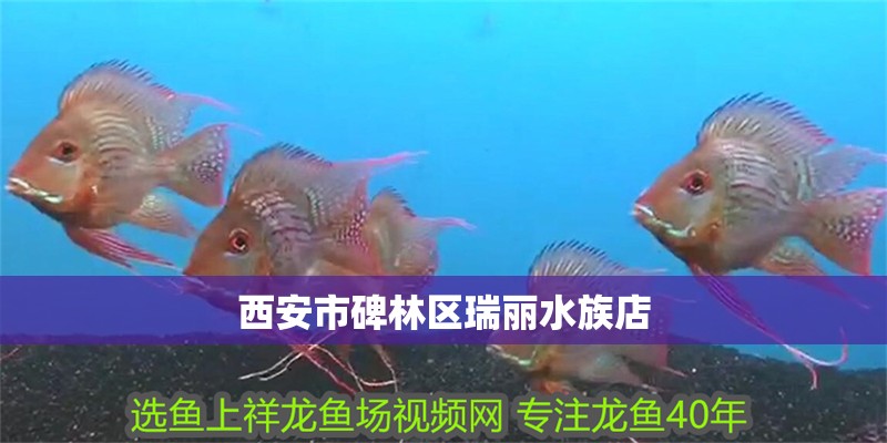 西安市碑林區瑞麗水族店