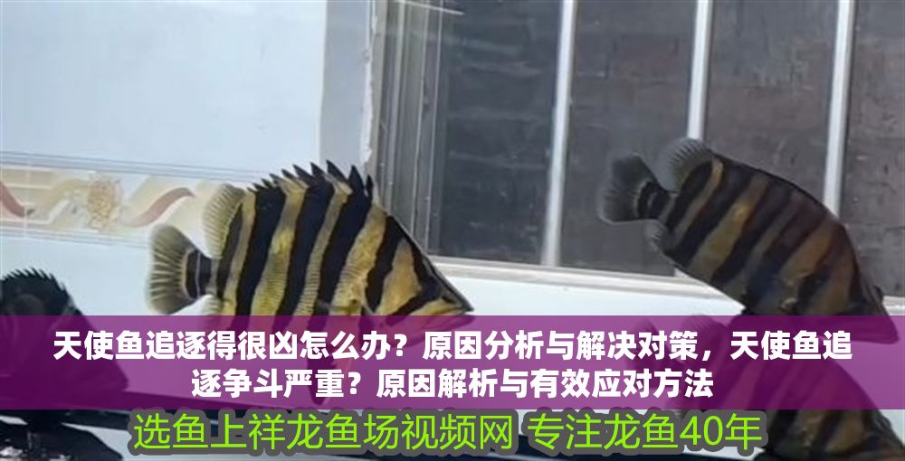 天使魚追逐得很兇怎么辦？原因分析與解決對策，天使魚追逐爭斗嚴重？原因解析與有效應對方法 天使魚追逐得很兇怎么辦？原因分析與解決對策，天使魚追逐爭斗嚴重？原因解析與有效應對方法 龍魚百科 第1張