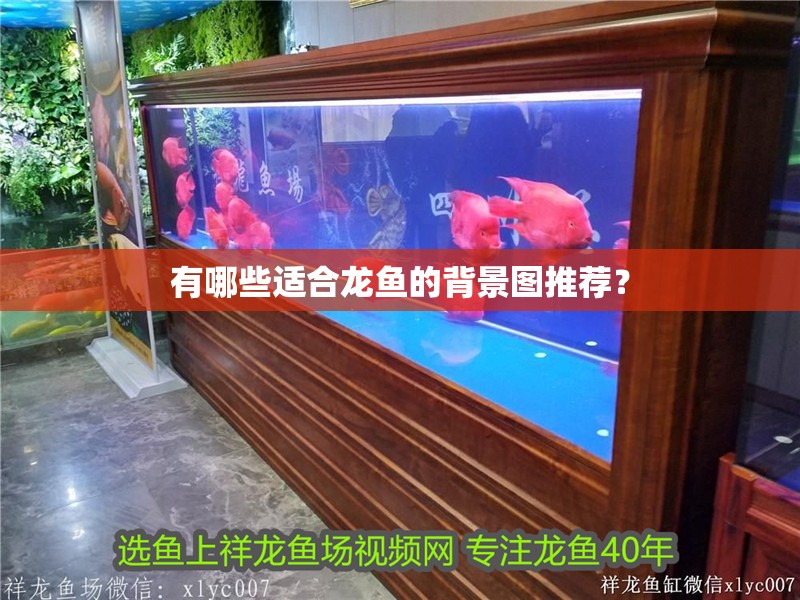 有哪些適合龍魚的背景圖推薦？