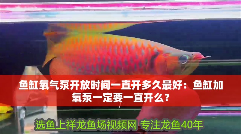 魚缸氧氣泵開放時(shí)間一直開多久最好：魚缸加氧泵一定要一直開么？