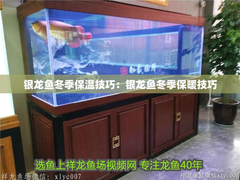 銀龍魚冬季保溫技巧：銀龍魚冬季保暖技巧 銀龍魚冬季保溫技巧：銀龍魚冬季保暖技巧 龍魚百科