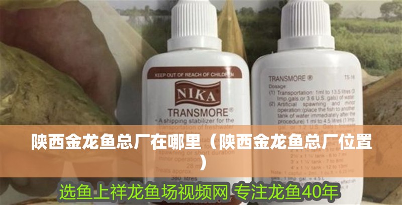 陜西金龍魚總廠在哪里（陜西金龍魚總廠位置） 陜西金龍魚總廠在哪里（陜西金龍魚總廠位置） 龍魚百科