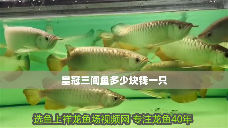 皇冠三間魚多少塊錢一只 皇冠三間魚多少塊錢一只 龍魚論壇