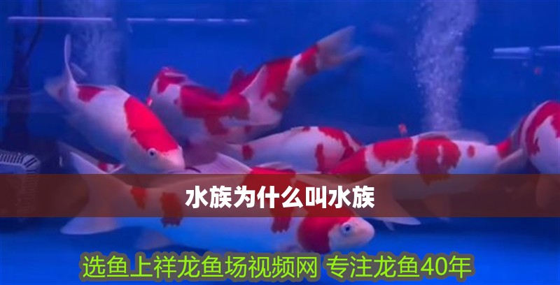 水族為什么叫水族