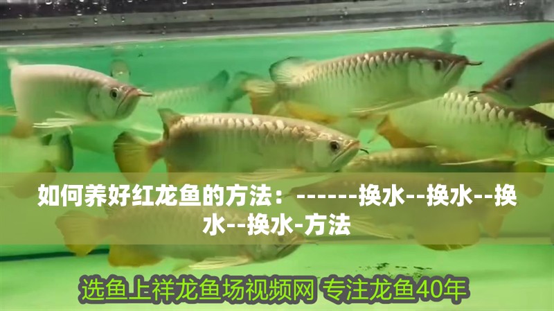 如何養(yǎng)好紅龍魚的方法：------換水--換水--換水--換水-方法