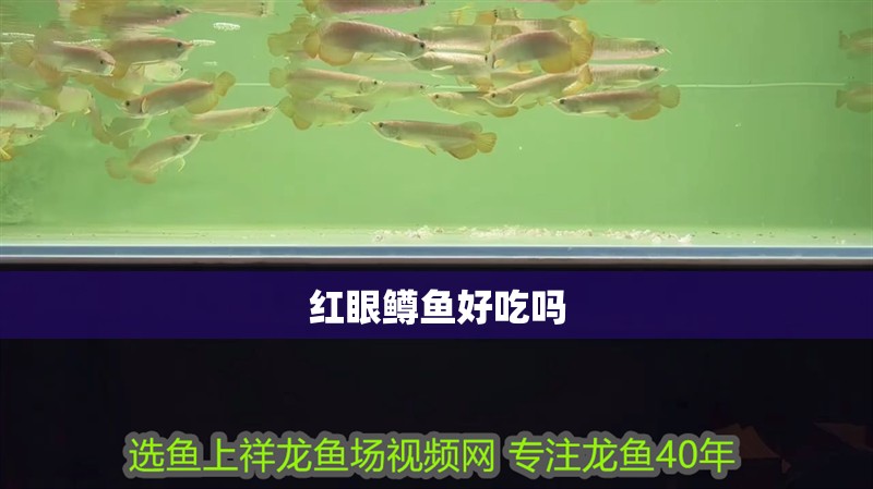 紅眼鱒魚(yú)好吃嗎