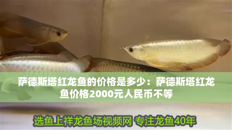 薩德斯塔紅龍魚的價格是多少：薩德斯塔紅龍魚價格2000元人民幣不等