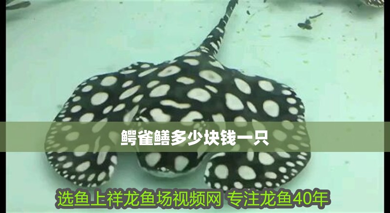 鱷雀鱔多少塊錢(qián)一只