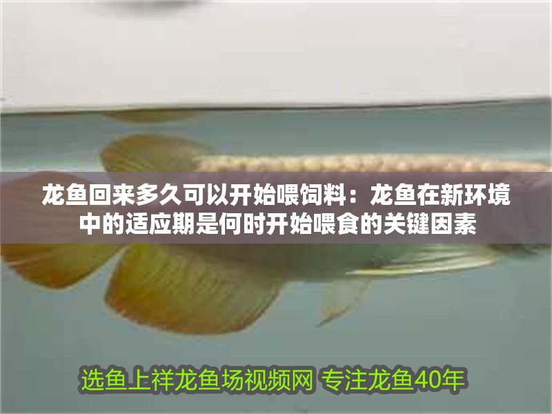 龍魚回來多久可以開始喂飼料：龍魚在新環境中的適應期是何時開始喂食的關鍵因素
