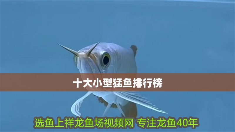 十大小型猛魚排行榜