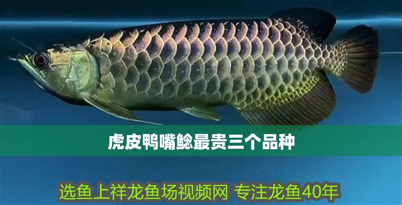 虎皮鴨嘴鯰最貴三個品種