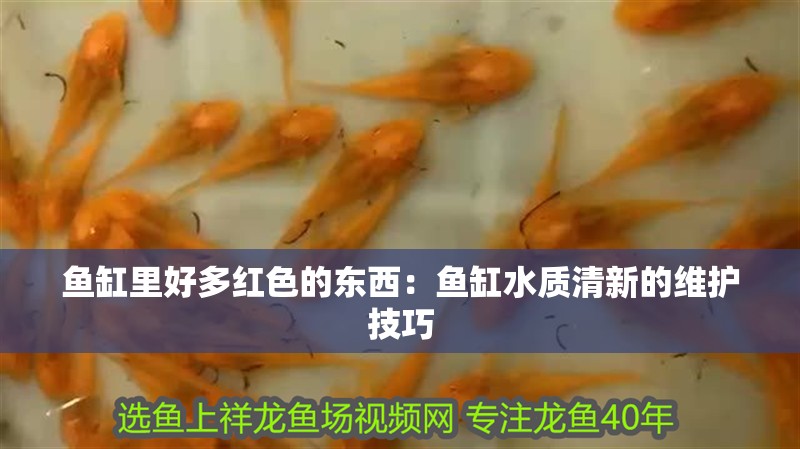 魚缸里好多紅色的東西：魚缸水質清新的維護技巧 魚缸里好多紅色的東西：魚缸水質清新的維護技巧 魚缸百科