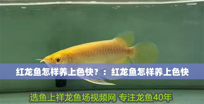 紅龍魚怎樣養上色快？：紅龍魚怎樣養上色快
