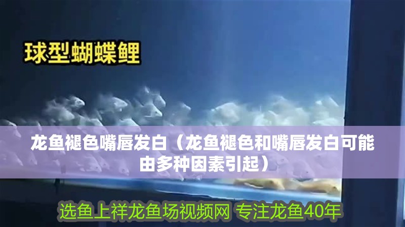 龍魚褪色嘴唇發(fā)白（龍魚褪色和嘴唇發(fā)白可能由多種因素引起）