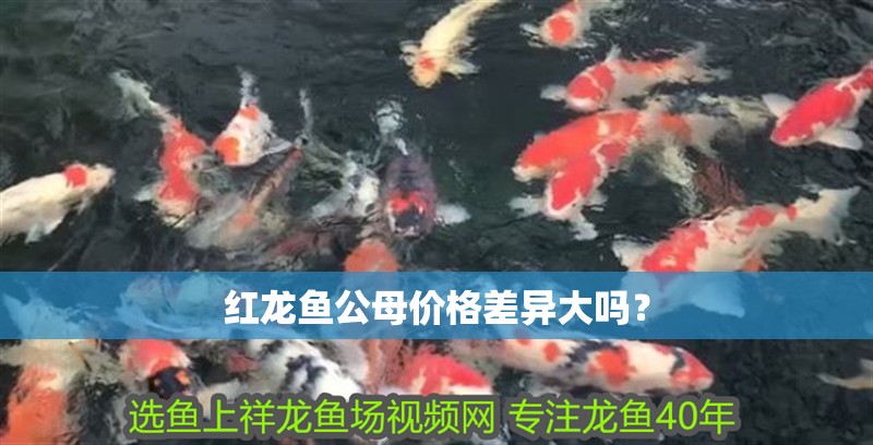 紅龍魚公母價(jià)格差異大嗎？