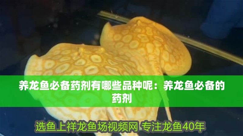 我的虎魚(yú)真菌感染了要怎么處理 養(yǎng)龍魚(yú)必備藥劑有哪些品種呢:養(yǎng)龍魚(yú)必備的藥劑 龍魚(yú)百科 養(yǎng)龍魚(yú)必備藥劑有哪些品種呢:養(yǎng)龍魚(yú)必備的藥劑 養(yǎng)龍魚(yú)必備藥劑有哪些品種呢:養(yǎng)龍魚(yú)必備的藥劑 龍魚(yú)百科