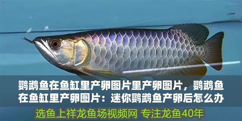 鸚鵡魚在魚缸里產卵圖片里產卵圖片，鸚鵡魚在魚缸里產卵圖片：迷你鸚鵡魚產卵后怎么辦