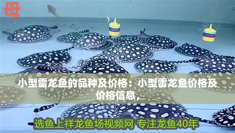 魚缸過濾器選購指南:自制魚缸過濾器魚缸上置過濾器對于養魚愛好者的必備知識 小型雷龍魚的品種及價格:小型雷龍魚價格及價格信息, 龍魚百科 小型雷龍魚的品種及價格:小型雷龍魚價格及價格信息, 小型雷龍魚的品種及價格:小型雷龍魚價格及價格信息, 龍魚百科