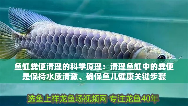 魚缸糞便清理的科學(xué)原理：清理魚缸中的糞便是保持水質(zhì)清澈、確保魚兒健康關(guān)鍵步驟