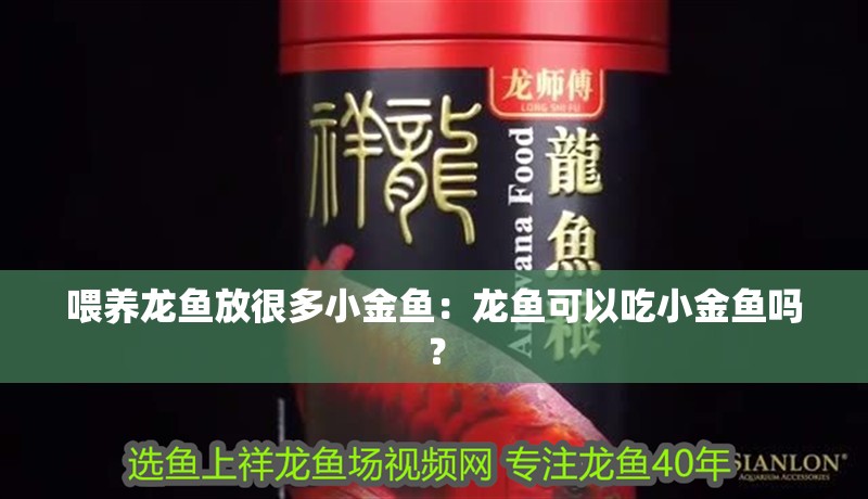 喂養龍魚放很多小金魚：龍魚可以吃小金魚嗎？