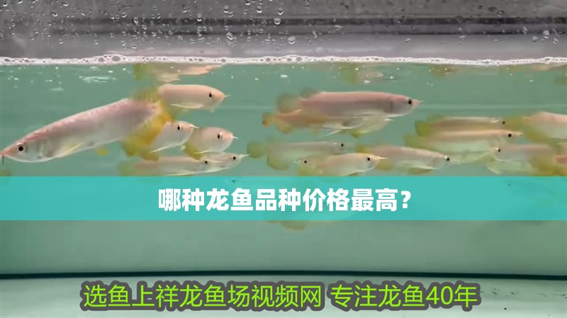 哪種龍魚品種價(jià)格最高？