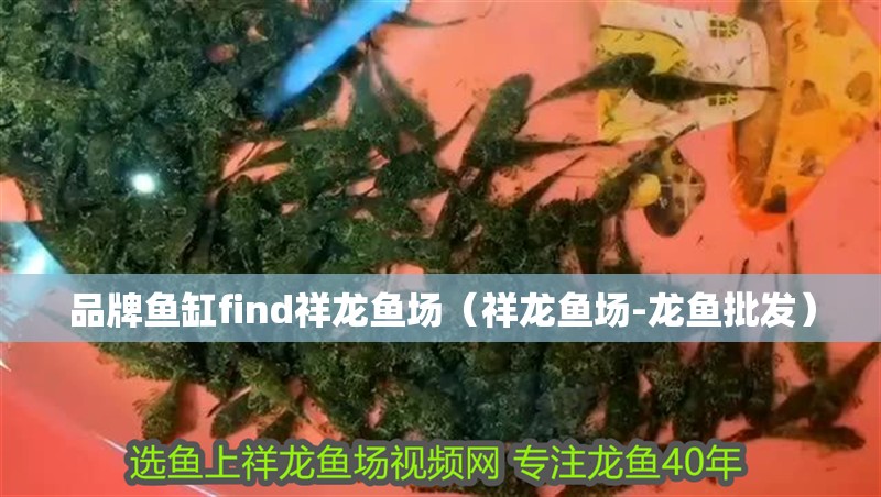 品牌魚缸find祥龍魚場（祥龍魚場-龍魚批發）