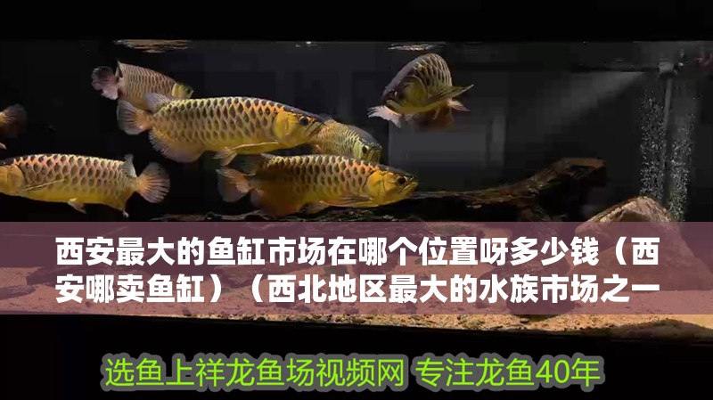 西安最大的魚缸市場在哪個位置呀多少錢（西安哪賣魚缸）（西北地區最大的水族市場之一，西安最大的水族市場之一）
