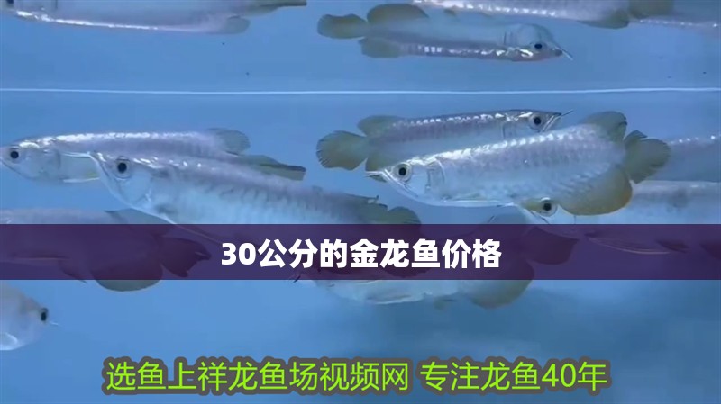 30公分的金龍魚價(jià)格