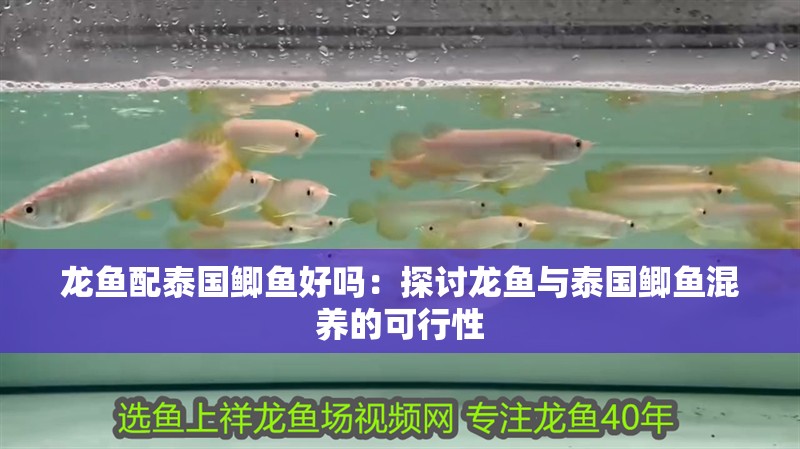 龍魚配泰國鯽魚好嗎：探討龍魚與泰國鯽魚混養(yǎng)的可行性