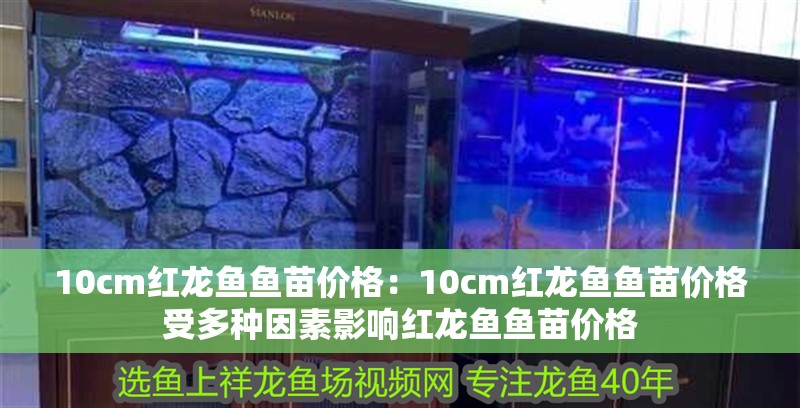 10cm紅龍魚(yú)魚(yú)苗價(jià)格：10cm紅龍魚(yú)魚(yú)苗價(jià)格受多種因素影響紅龍魚(yú)魚(yú)苗價(jià)格