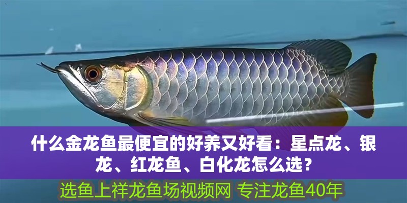 什么金龍魚最便宜的好養(yǎng)又好看：星點龍、銀龍、紅龍魚、白化龍怎么選？