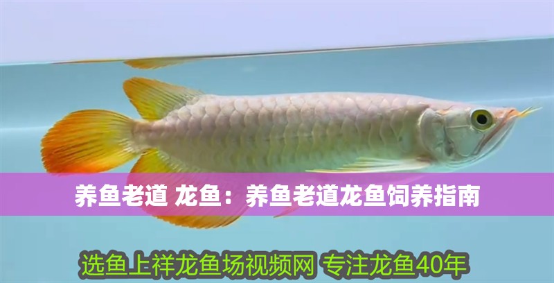 養魚老道 龍魚：養魚老道龍魚飼養指南 養魚老道 龍魚：養魚老道龍魚飼養指南 龍魚百科