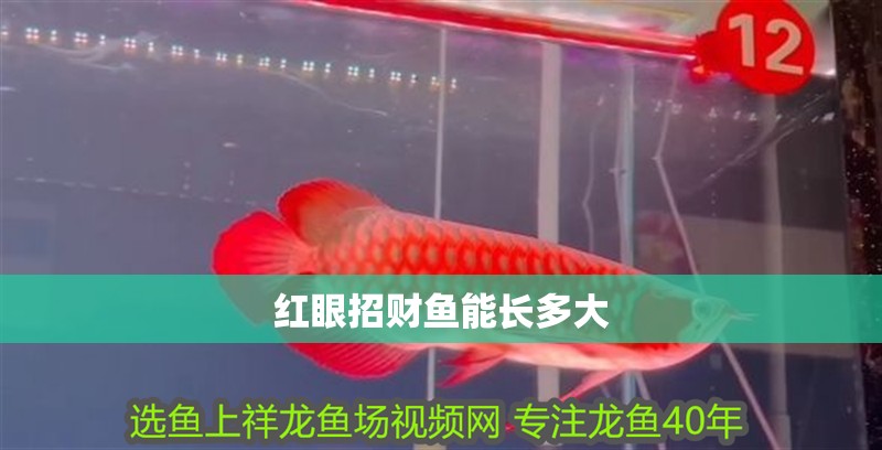 紅眼招財魚能長多大