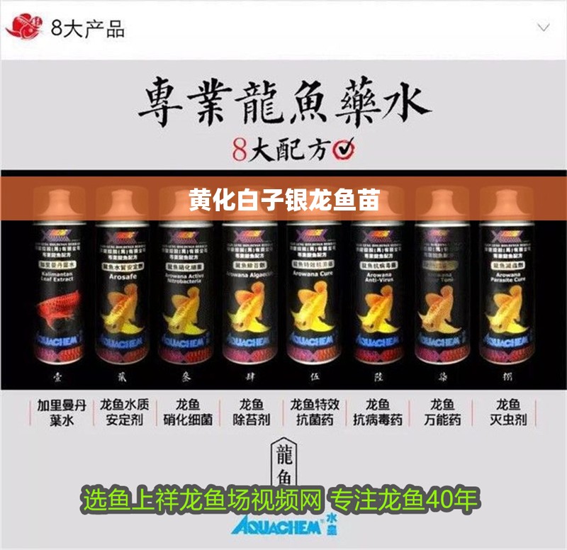 黃化白子銀龍魚苗
