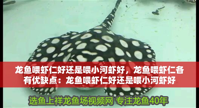 龍魚喂蝦仁好還是喂小河蝦好，龍魚喂蝦仁各有優缺點：龍魚喂蝦仁好還是喂小河蝦好