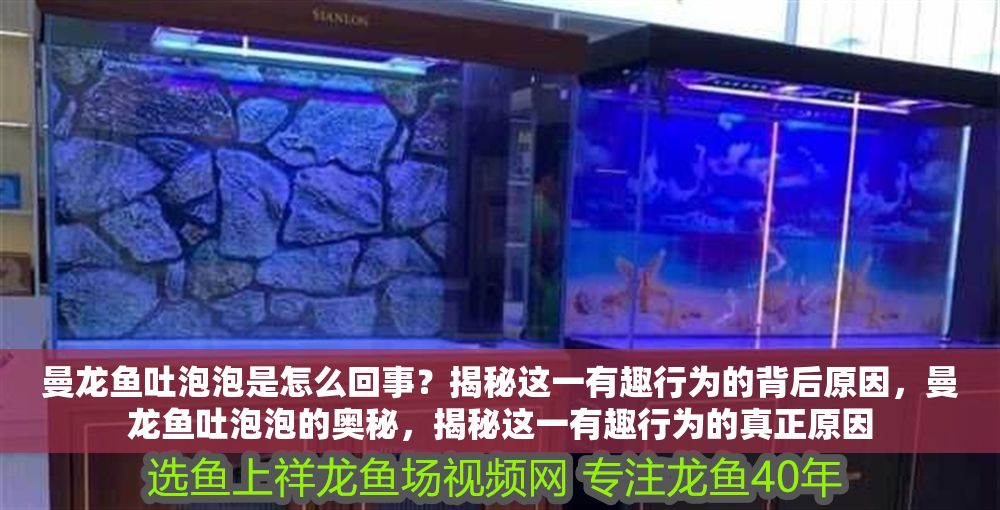 曼龍魚吐泡泡是怎么回事？揭秘這一有趣行為的背后原因，曼龍魚吐泡泡的奧秘，揭秘這一有趣行為的真正原因