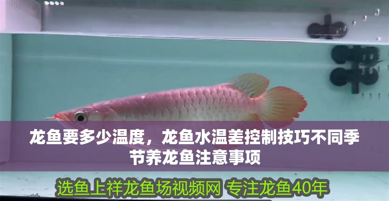 龍魚要多少溫度，龍魚水溫差控制技巧不同季節養龍魚注意事項