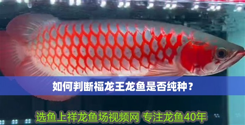 如何判斷福龍王龍魚是否純種？