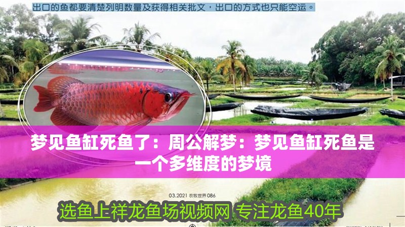 夢見魚缸死魚了：周公解夢：夢見魚缸死魚是一個多維度的夢境