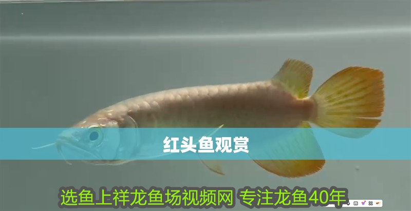 紅頭魚觀賞